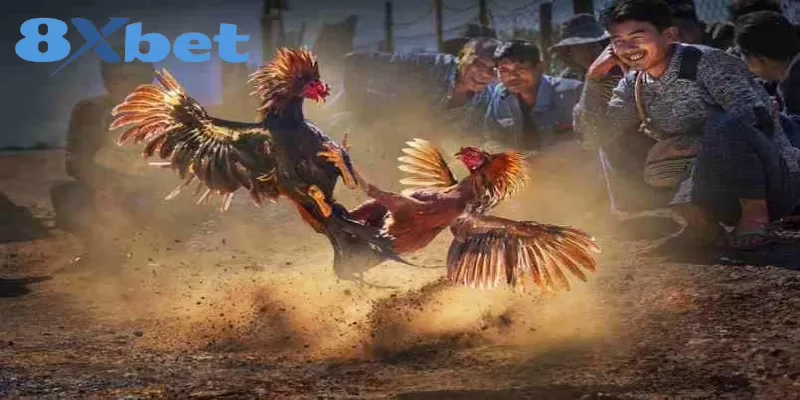 Ưu điểm nổi bật khi hội viên xem trực tiếp kèo đá gà